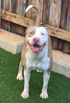 American Staffordshire Terrier Dogs Available for Adoption - Miklo | PetCurious