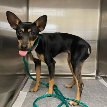 Zoey 26-06-016 -  Chihuahua Dog Available for Adoption in Bastrop, Texas - Zoey 26-06-016 | PetCurious