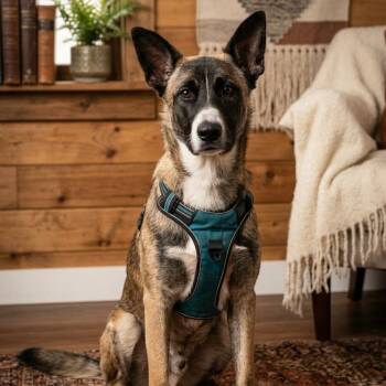 Balto -  German Shepherd Dog and Border Collie Dog for Adoption in Jefferson City, Tennessee - Balto | PetCurious