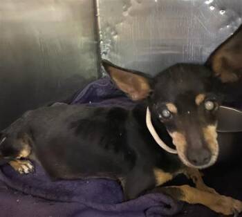 61324389 -  Chihuahua and Mixed Breed Dog for Adoption in El Paso, Texas - 61324389 | PetCurious