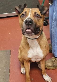 Salem -  Boxer and Labrador Retriever Dog for Adoption in Salisbury, Maryland - Salem | PetCurious