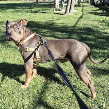 Brownie -  Pit Bull Terrier and Mixed Breed Dog for Adoption in Murray, Utah - Brownie | PetCurious