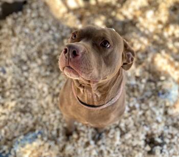 Rescue Pit Bull Terrier Dogs for Adoption in Troy, Alabama - Amber | PetCurious