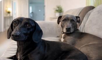 Frank -  Dachshund Dog for Adoption in San Antonio, Texas - Frank | PetCurious