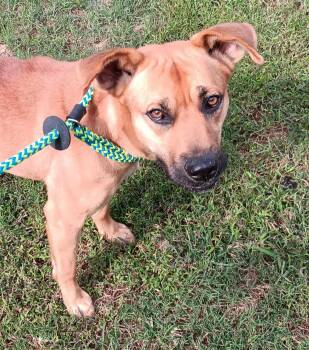 Rescue Mixed Breed Dogs for Adoption in Atlanta, Georgia - Angel ? | PetCurious