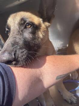 Rescue Mixed Breed Dogs for Adoption in Dallas, Texas - NEMO | PetCurious