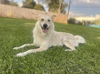 Jubal -  Australian Shepherd and Australian Cattle Dog Blue Heeler Dog for Adoption in Brookshire, Texas - Jubal | PetCurious