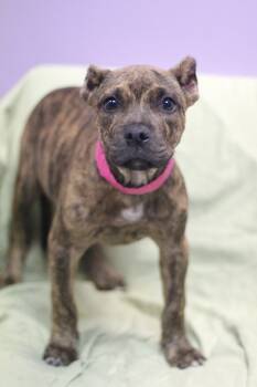 Redemption in NH. Come Meet our Adoptable Dogs Wednesday-Saturda -  Terrier Dog for Adoption in Manchester, New Hampshire - Redemption In NH. Come Meet Our Adoptable Dogs Wednesday-Saturda | PetCurious
