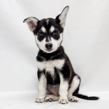 657 (2026) Linda -  Husky and Mixed Breed Dog Available for Adoption in Parker, Colorado - 657 (2026) Linda | PetCurious
