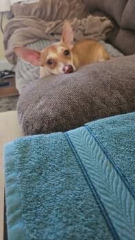Chino -  Chihuahua and Mixed Breed Dog for Adoption in Sanford, North Carolina - Chino | PetCurious