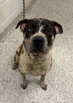 Marbles -  Mixed Breed Dog for Adoption in Kansas City, Missouri - Marbles | PetCurious