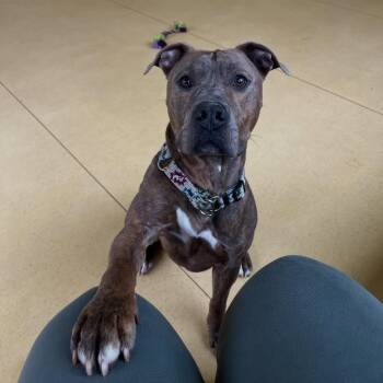 Pit Bull Terrier Dogs Available for Adoption in Roanoke, Virginia - Forrest | PetCurious