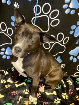 Pit Bull Terrier Dogs Available for Adoption in Washington Court House, Ohio - Mama Bear | PetCurious