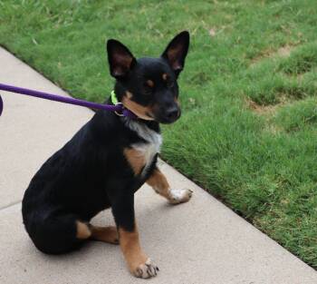 Serene -  Mixed Breed Dog for Adoption in Pflugerville, Texas - Serene | PetCurious