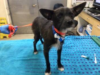 Terrier Dogs Available for Adoption - MOUSE | PetCurious