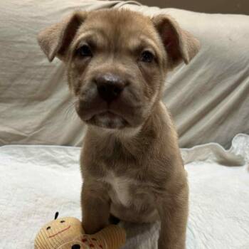 Rescue Husky and Pit Bull Terrier Dogs for Adoption in Brockport, New York - Shirley | PetCurious