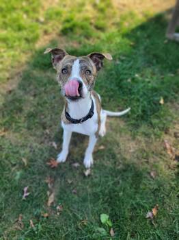 Rescue Boxer and Terrier Dogs for Adoption in Chambersburg, Pennsylvania - Caleb | PetCurious