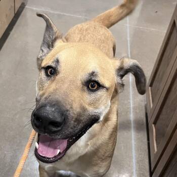 German Shepherd Dog Dogs Available for Adoption - Scoobie | PetCurious