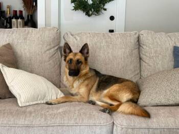 MIA- petite GSD -  German Pinscher Dog for Adoption in Los Angeles, California - MIA- Petite GSD | PetCurious