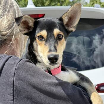 Gretchen -  German Shepherd Dog and Mixed Breed Dog Available for Adoption in Fresno, California - Gretchen | PetCurious