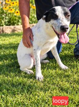 Loopy -  Cattle Dog Dog for Adoption in Fort Worth, Texas - Loopy | PetCurious