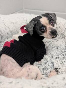 Rescue Shih Tzu Dogs for Adoption in Lafayette Township, New Jersey - Dudley | PetCurious