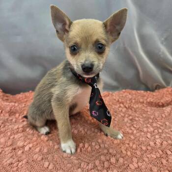 Chihuahua and Pomeranian Dogs Available for Adoption in Foley, Alabama - Brad | PetCurious