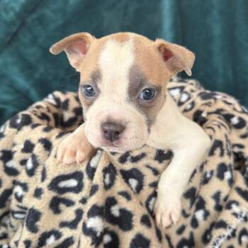 Fang -  American Staffordshire Terrier and Mixed Breed Dog for Adoption in Murray, Utah - Fang | PetCurious
