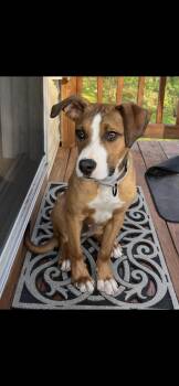 Badger -  Shepherd Dog for Adoption in Derry, New Hampshire - Badger | PetCurious