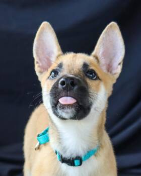 Louie -  Shepherd Dog for Adoption in Windsor Locks, Connecticut - Louie | PetCurious