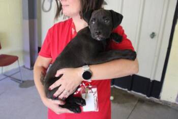 Sadie -  Labrador Retriever and Mixed Breed Dog for Adoption in Kansas City, Missouri - Sadie | PetCurious