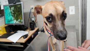 Chihuahua and Mixed Breed Dogs Available for Adoption in Aurora, Illinois - HOLLY | PetCurious