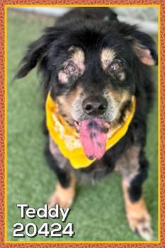 TEDDY (also see KIWI) -  Australian Shepherd Dog for Adoption in Marietta, Georgia - TEDDY (also See KIWI) | PetCurious