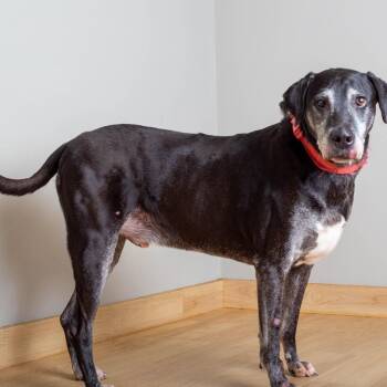 Dax D66899 -  Black Labrador Retriever Dog for Adoption in Minnetonka, Minnesota - Dax D66899 | PetCurious