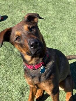 Shepherd Dogs Available for Adoption - Brave | PetCurious