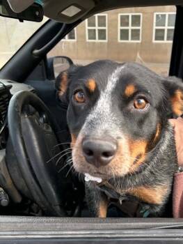 Cattle Dog and Mixed Breed Dogs Available for Adoption in Fort Collins, Colorado - Monty | PetCurious