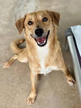 Romeo -  Terrier Dog for Adoption in Canyon Lake, Texas - Romeo | PetCurious