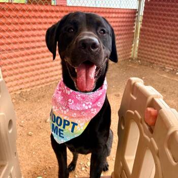 Rescue Black Labrador Retriever Dogs for Adoption in Austin, Texas - Macchiato | PetCurious