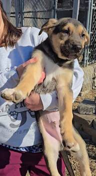 Shepherd Dogs Available for Adoption - Skipper | PetCurious