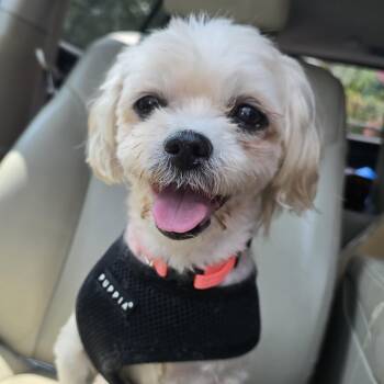 Phoebe -  Maltese Dog for Adoption in Charlotte, North Carolina - Phoebe | PetCurious