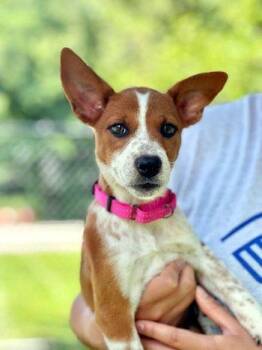 Sundae -  Terrier and Chihuahua Dog for Adoption in Bedford Hills, New York - Sundae | PetCurious