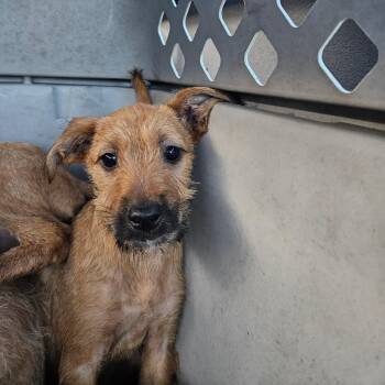 Mixed Breed Dogs Available for Adoption in Lake Jackson, Texas - Nellie | PetCurious