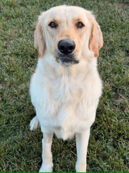 Rescue Golden Retriever Mix Dogs for Adoption in Knoxville, Tennessee - Amber | PetCurious