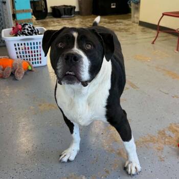Sal -  Pit Bull Terrier Dog for Adoption in Martinsville, Indiana - Sal | PetCurious