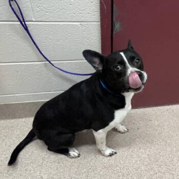 Pac Man -  Mixed Breed Dog for Adoption in Ardmore, Oklahoma - Pac Man | PetCurious