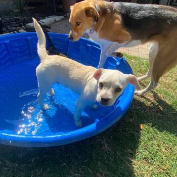 Labrador Retriever Dogs Available for Adoption - Cooper | PetCurious