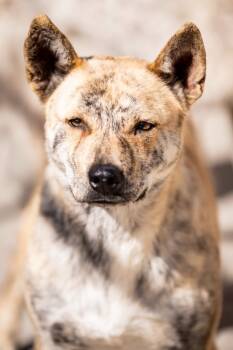 Cattle Dog and Shepherd Dogs Available for Adoption in Fort Lupton, Colorado - Ueno | PetCurious
