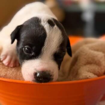Panda -  Terrier and Mixed Breed Dog for Adoption in Phoenix, Arizona - Panda | PetCurious