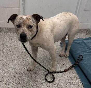 Laverne -  Mixed Breed Dog for Adoption in Kansas City, Missouri - Laverne | PetCurious