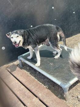 ATLAS -  Husky and Mixed Breed Dog for Adoption in Frisco, Colorado - ATLAS | PetCurious